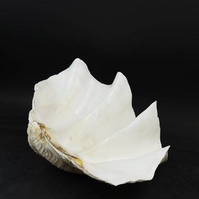 Lot 141 - A GIANT CLAM SHELL.